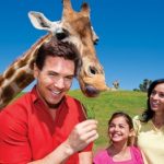 San Diego Zoo and Safari Park Adventure